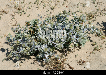 Mare holly Eryngium maritimum piante fiorite in dune di sabbia in Corsica Foto Stock