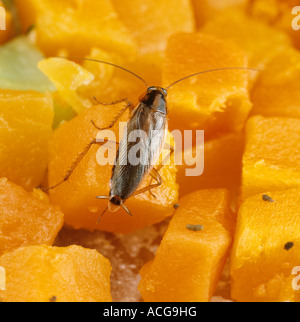 Scarafaggio tedesco Blattella germanica su cibo Foto Stock