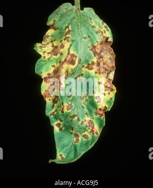 La foglia di pomodoro spot Septoria lycopersici su un foglietto di pomodoro Foto Stock