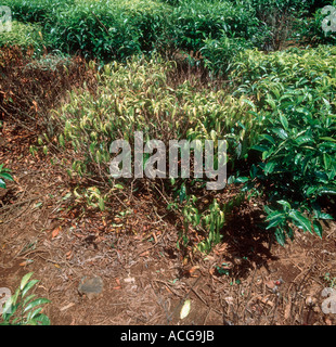 Il miele fungo Armillaria mellea che colpiscono e uccisione di pianta del tè Foto Stock