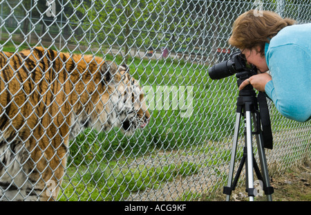 Captive tigre siberiana e fotografo dilettante Foto Stock