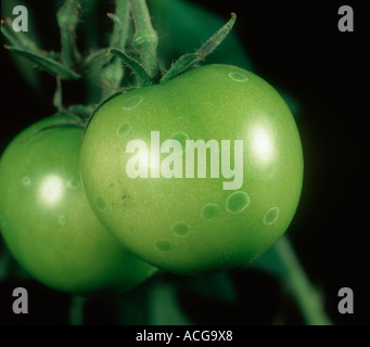 Ghost spot Botrytis cinerea sul verde di maturazione i frutti di pomodoro Foto Stock