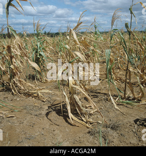 In mancanza di mais, grano, ritagliare lottando per crescere in superfici non irrigue farmland in Tanzania Africa orientale Foto Stock