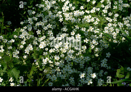 Maggiore stitchwort Stellaria holostea fioritura delle piante nel bosco di luce in Devon Foto Stock