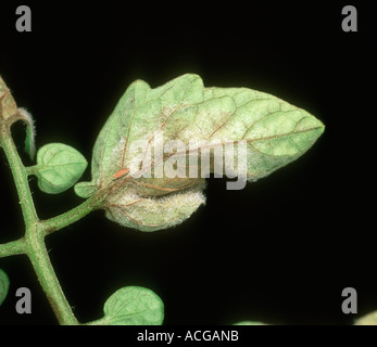 Il pomodoro late blight Phytophthora infestans sporulazione sul foglietto di pomodoro Foto Stock