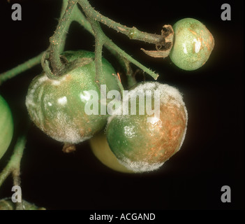 Il pomodoro late blight Phytophthora infestans sporulating su immaturi frutti di pomodoro Foto Stock