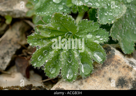 Le gocce di pioggia su lady s mantello Alchemilla mollis leaf Foto Stock