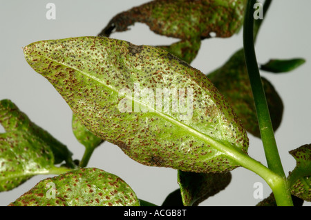 Maggiore pervinca ruggine Puccinia vincae sulla maggiore pervinca foglie inferiori Foto Stock