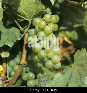 Grappolo di uva Chardonnay sulla vite nella regione Champasgne Francia Foto Stock