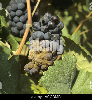 La muffa grigia Botrytis cinerea sulla coppia Pinot nero al momento del raccolto Foto Stock