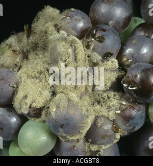 La muffa grigia Botrytis cinerea su uve nere Foto Stock