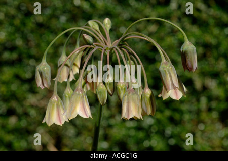 Il miele aglio Nectaroscordum siculum subsp bulgaricum testa di fiori Foto Stock