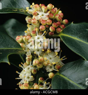 Voce maschile holly fiori Ilex aquifolium Foto Stock