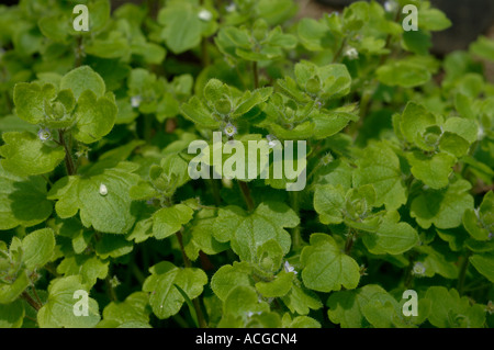 Blue ivy lasciava speedwell Veronica hederifolia hederifolia ssp fioritura delle piante Foto Stock