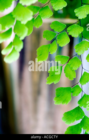 Adiantum capillus veneris. Felce capelvenere foglie Foto Stock