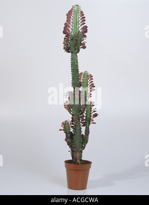 Cowboy cactus Euphorbia sp houseplant succulenta Foto Stock