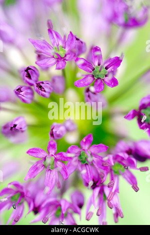 Allium hollandicum 'viola sensazione'. Cipolla ornamentali fiore astratto di testa Foto Stock