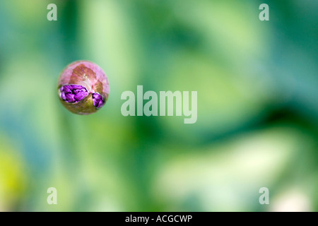 Guardando verso il basso su un Allium hollandicum 'viola sensazione " bud. Cipolla ornamentali fiore emergente da bud bud contro uno sfondo verde Foto Stock