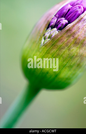 Allium hollandicum 'viola sensazione'. Cipolla ornamentali germoglio di fiore di apertura appena Foto Stock