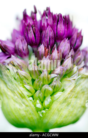 Allium hollandicum 'viola sensazione'. Cipolla ornamentali fiore emergente da bud bud contro uno sfondo bianco Foto Stock