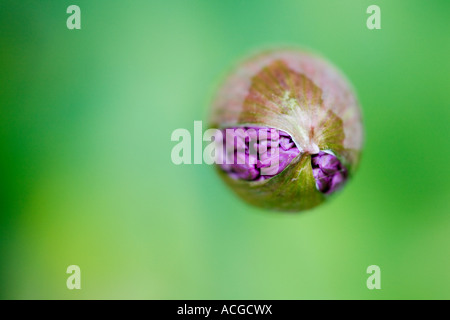 Guardando verso il basso su un Allium hollandicum 'viola sensazione " bud. Cipolla ornamentali fiore emergente da bud bud contro uno sfondo verde Foto Stock