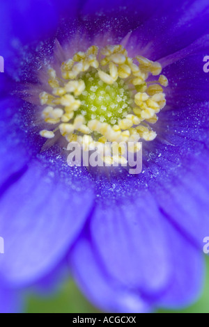 Anemone blanda fiore. Windflower Foto Stock