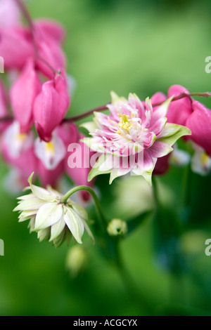 Aquilegia vulgaris " Nora barlow' e Lamprocapnos spectabilis spurgo cuore fiori in un giardino inglese Foto Stock