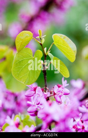 Cercis siliquastrum. Albero di Giuda fiori e foglie Foto Stock