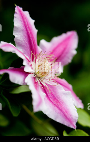 La clematide 'Dottore Ruppel'. Inizio a fiore grande clematis Foto Stock