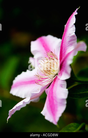 La clematide 'Dottore Ruppel'. Inizio a fiore grande clematis Foto Stock