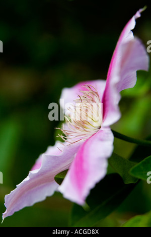 La clematide 'Dottore Ruppel'. Inizio a fiore grande clematis Foto Stock