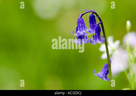 Hyacinthoides non scripta. Bluebell nell'erba. Foto Stock