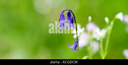 Hyacinthoides non scripta. Bluebell nell'erba. Vista panoramica Foto Stock