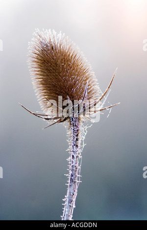 Dipsacus fullonum, Teasel in testa la brina e la nebbia. Oxfordshire, Regno Unito Foto Stock