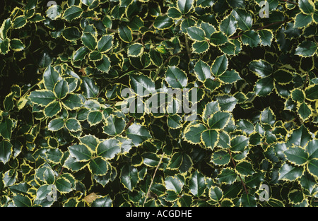 Holly Ilex aquifolium Silver Queen fogliame Foto Stock