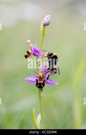 Bumblebee su un Bee orchid in un inglese di riserva Foto Stock