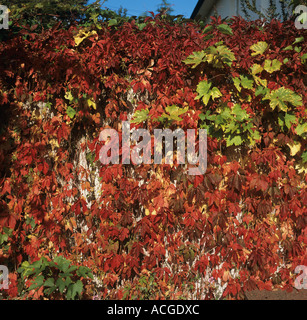 Un Virginia superriduttore Parthenocissus quinquefolia in autunno rosso di colore su di una parete del giardino Foto Stock