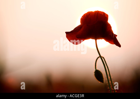 Campo di papavero Papaver rhoeas e bud, contro una regolazione del sole Foto Stock