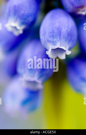 Muscari armeniacum. Giacinto di uva Foto Stock