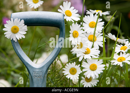 Leucanthemum vulgare. Oxeye daisy fiori che circonda un giardino maniglia a forcella Foto Stock