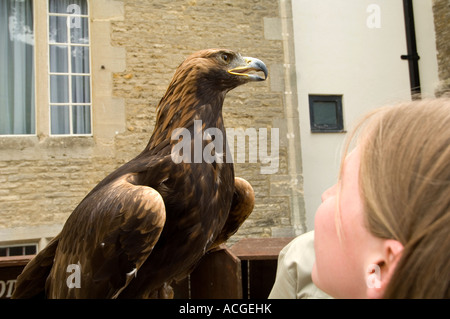 Un aquila reale da Falconry Centre in Cotswolds su display a Oxford castle Foto Stock