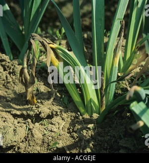 Scottatura foglia Stagonospora curtisii su Narcissus sp Piante Foto Stock