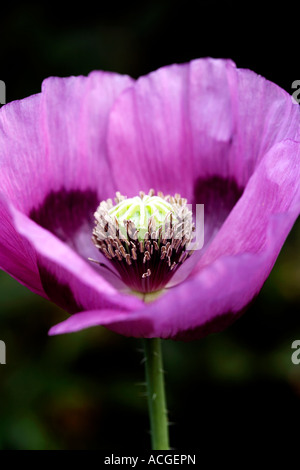 Papaver somniferum, fiore di papavero Foto Stock