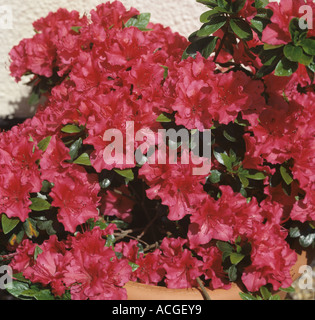 Azalea japonica Vuyks Rosyred fioritura in un contenitore piatto Foto Stock