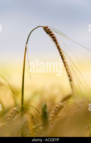 Hordeum vulgare. Orzo singolo stelo maturazione nella campagna inglese. Messa a fuoco selettiva Foto Stock