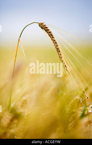 Hordeum vulgare. Orzo singolo stelo maturazione nella campagna inglese. Messa a fuoco selettiva Foto Stock