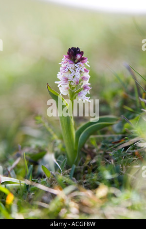 Neotinea ustulata (Orchis ustulata). Bruciò Orchid / bruciato-punta Orchid in canonica verso il basso la riserva naturale. Wiltshire. Regno Unito Foto Stock