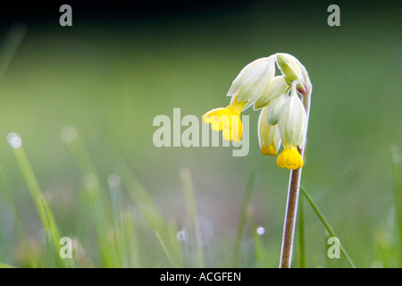 Primula veris. Cowslip fiore in erba Foto Stock