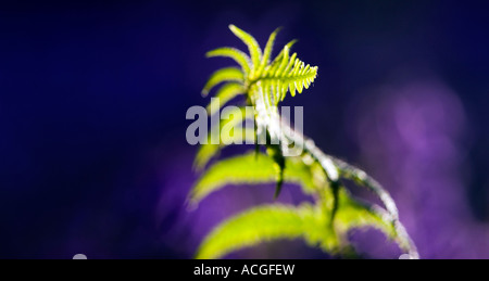 Pteridium aquilinum foglia di felce in un inglese bluebell wood Foto Stock