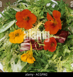 Fiori Nasturtium Tropaeolum majus utilizzato come una decorazione su insalata verde Foto Stock